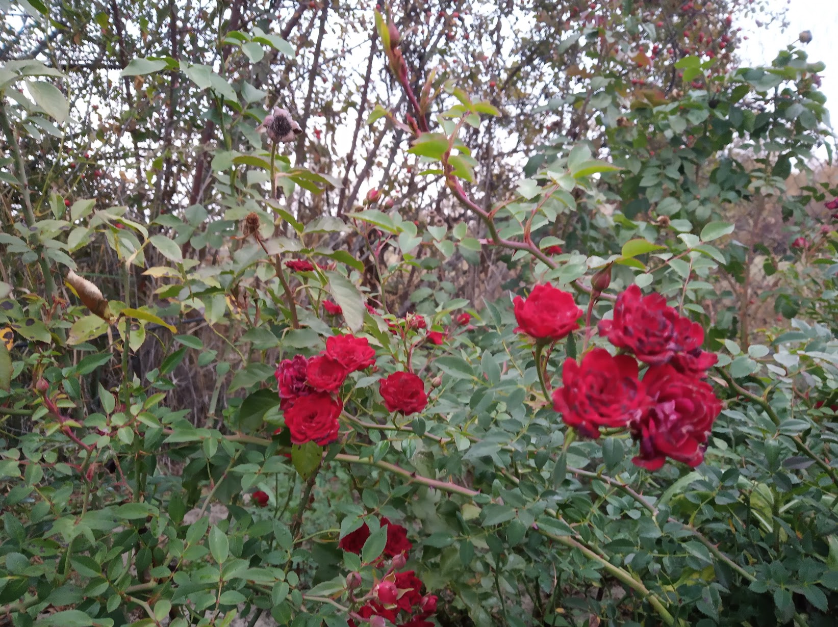 Ред Каскад (Red Cascade)