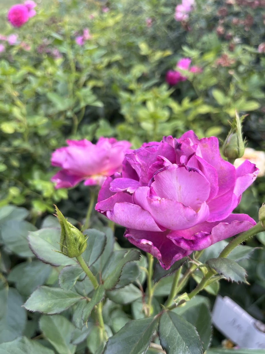 Бургунді Айс (Burgundy Ice)