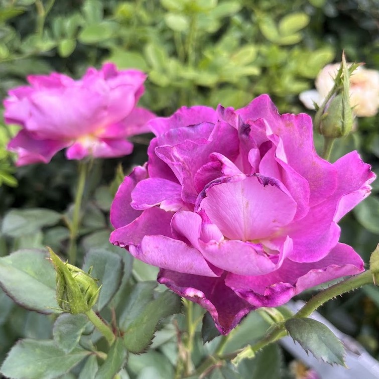 Бургунді Айс (Burgundy Ice)