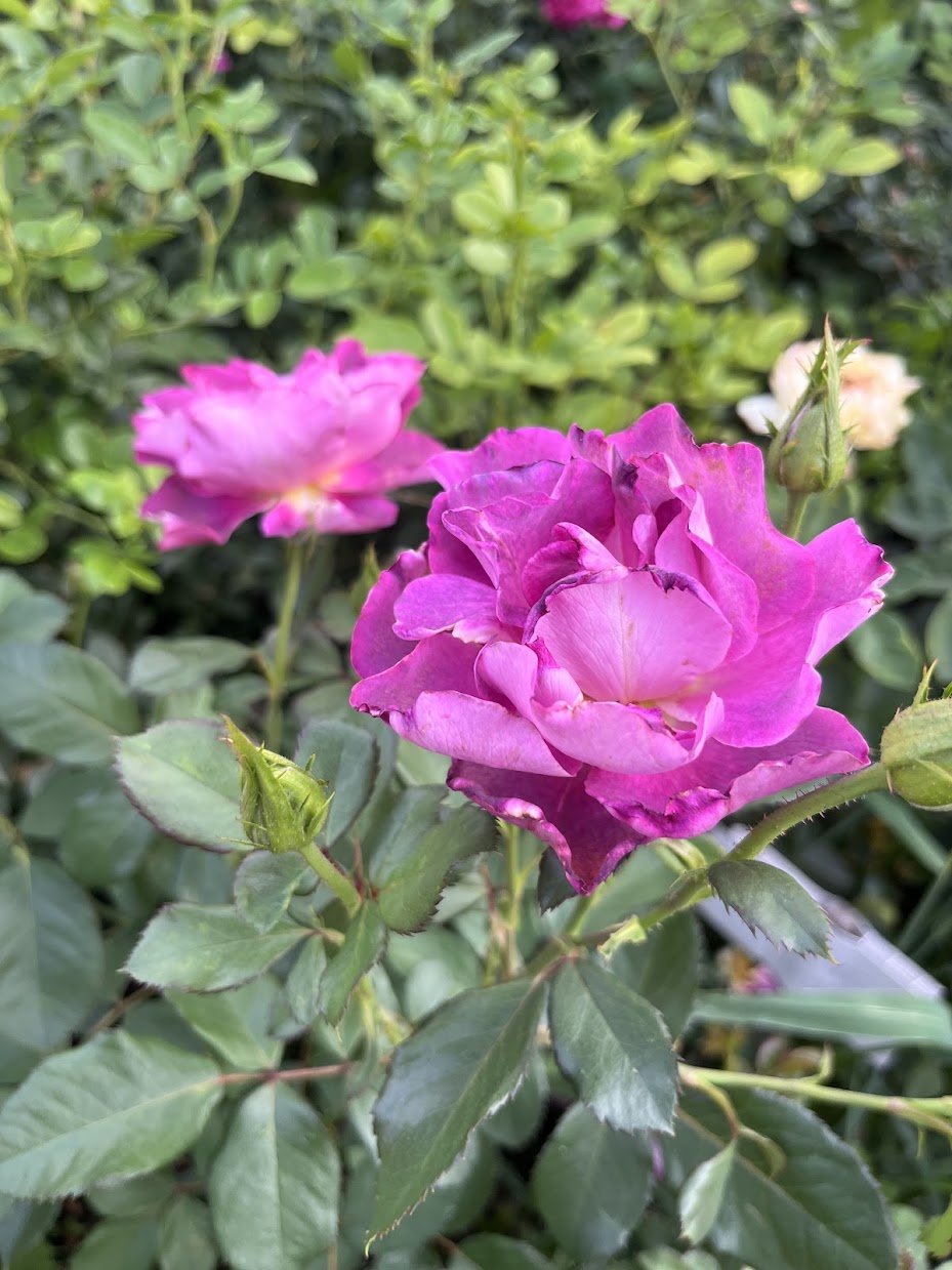 Бургунді Айс (Burgundy Ice)