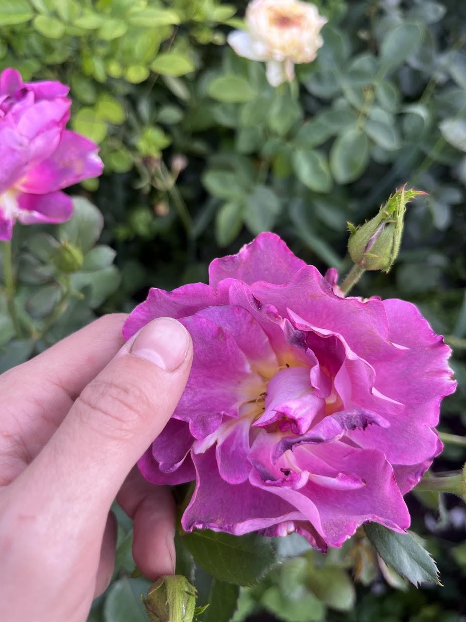 Бургунді Айс (Burgundy Ice)