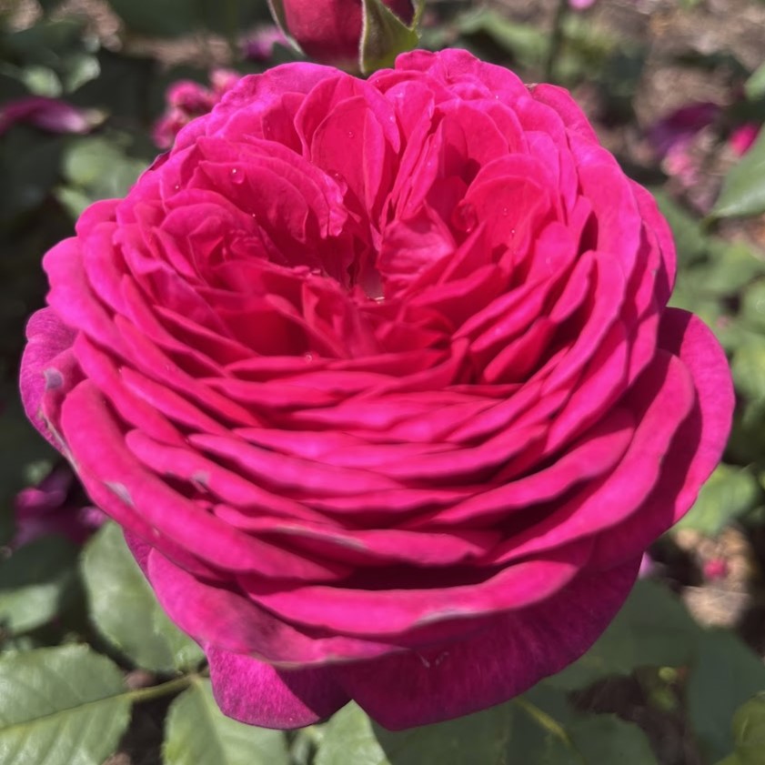 Йоганн Вольфганг фон Гете (Johann Wolfgang von Goethe Rose)