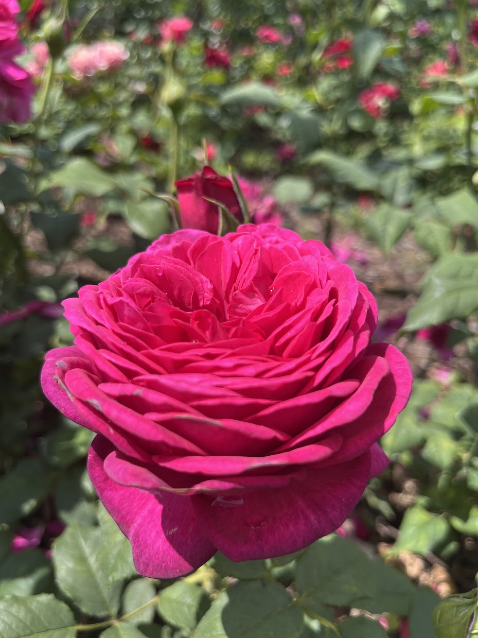 Йоганн Вольфганг фон Гете (Johann Wolfgang von Goethe Rose)