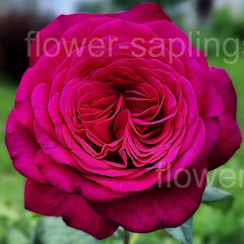 Йоганн Вольфганг фон Гете (Johann Wolfgang von Goethe Rose)
