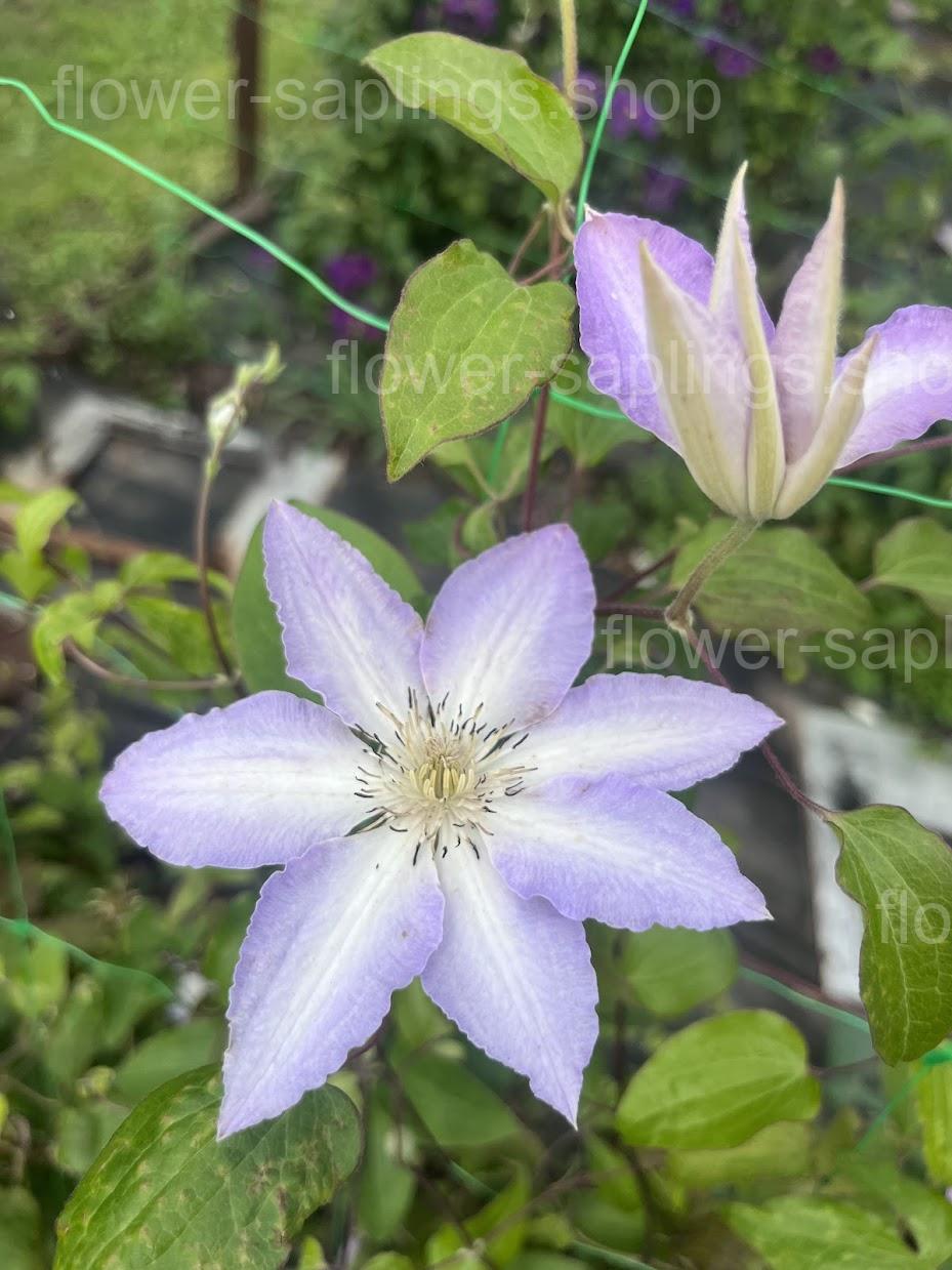 Гледіс Пікард (Gladys Picard)