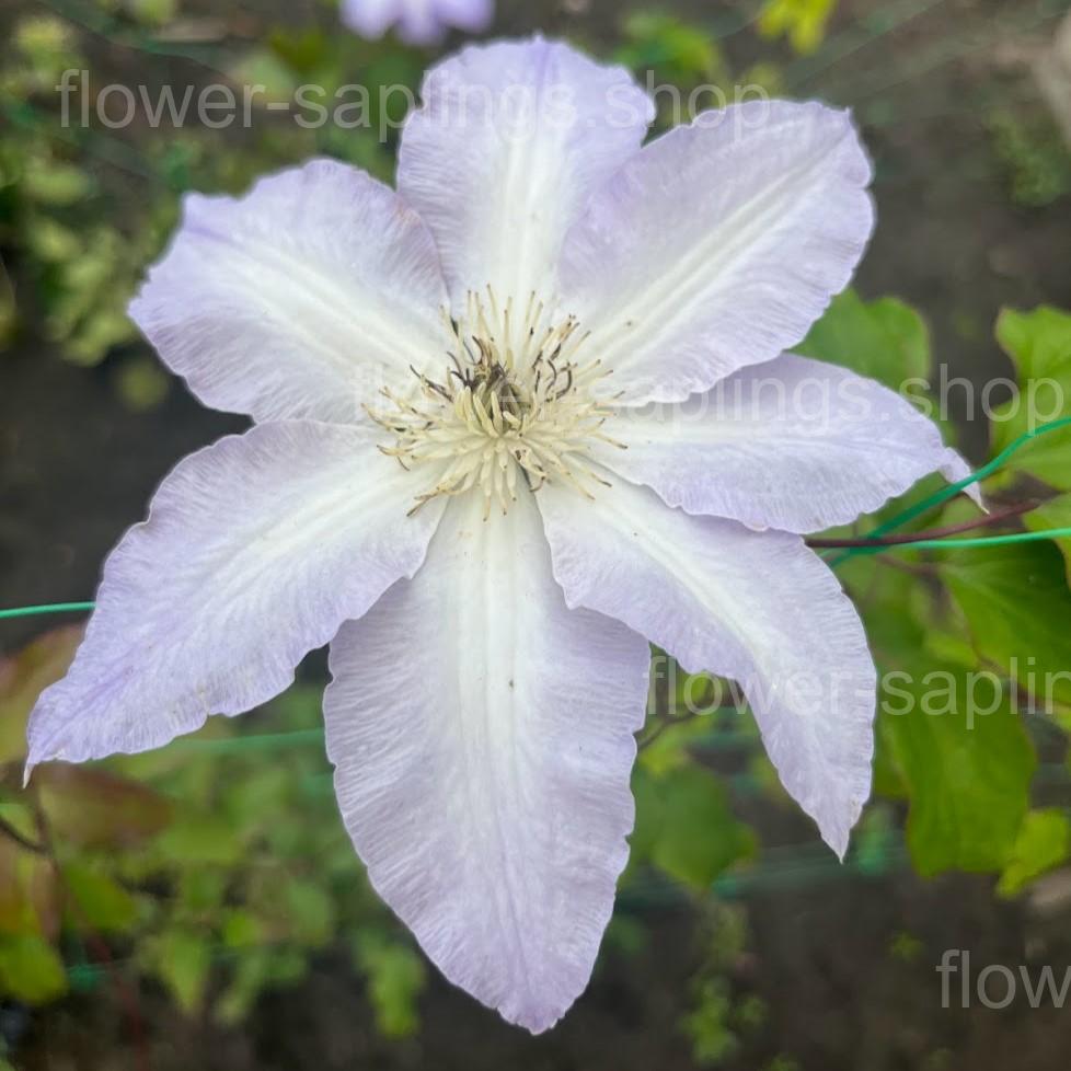 Гледіс Пікард (Gladys Picard)