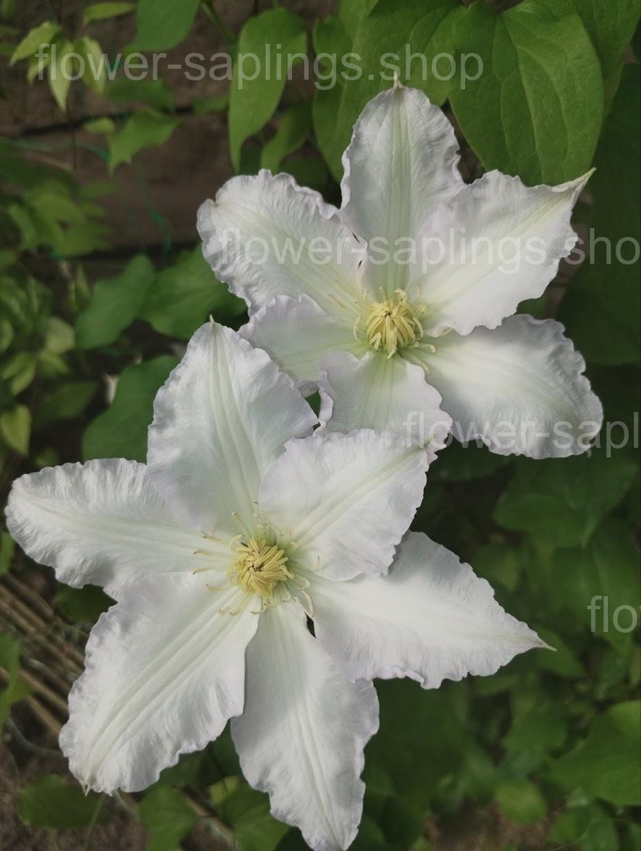 Гледіс Пікард (Gladys Picard)