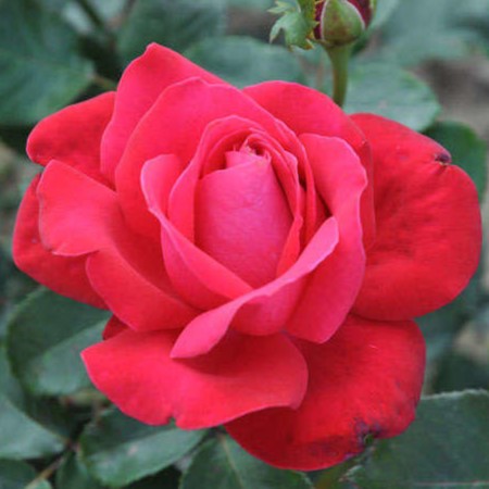 Дам де Кер (Dame de Coeur)