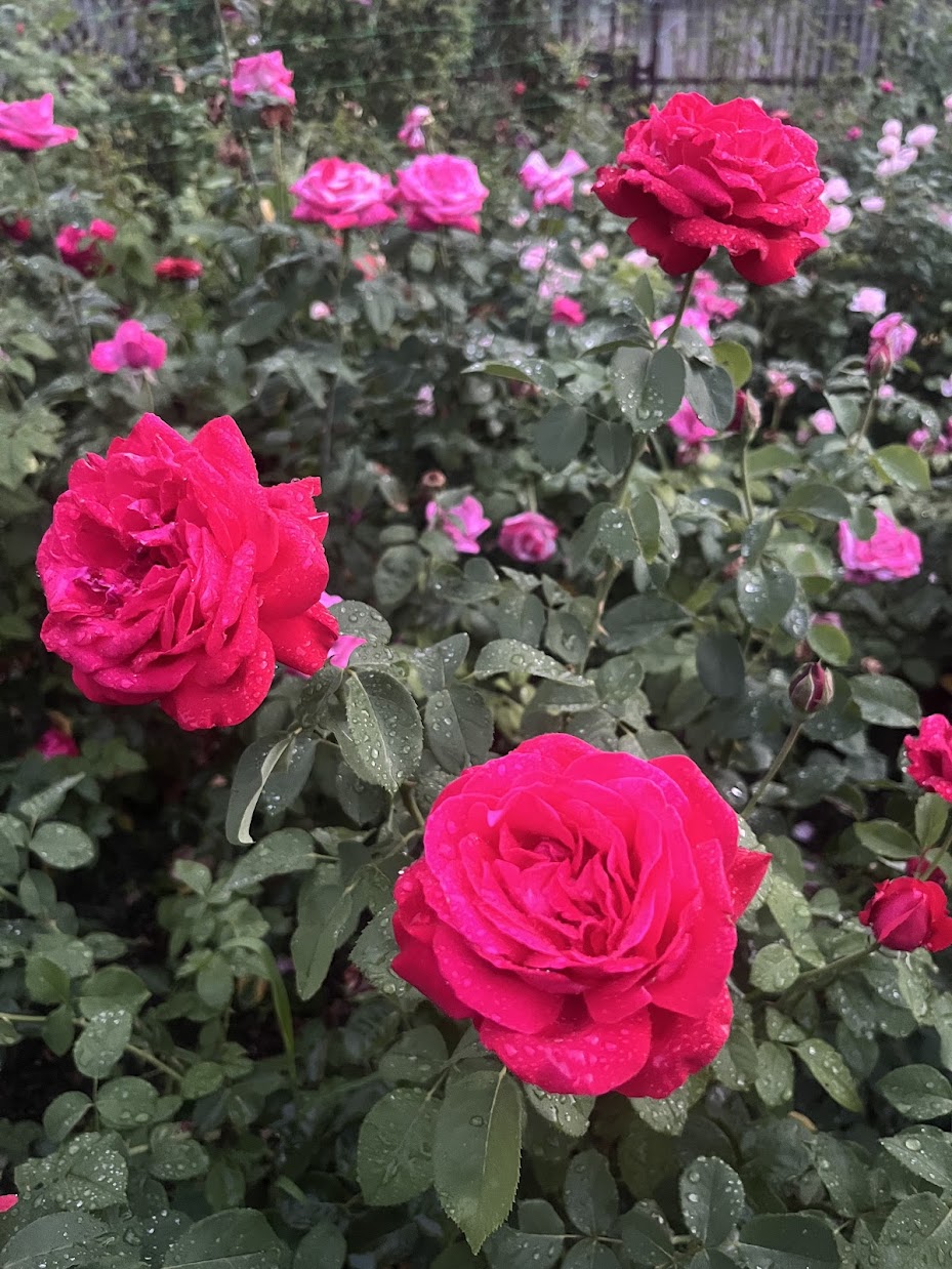 Дам де Кер (Dame de Coeur)