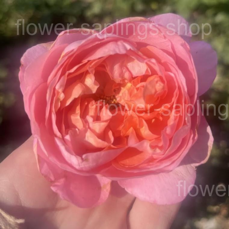 Дам де Шенонсо (Dames de Chenonceau)