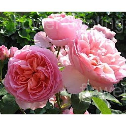 Дам де Шенонсо (Dames de Chenonceau)