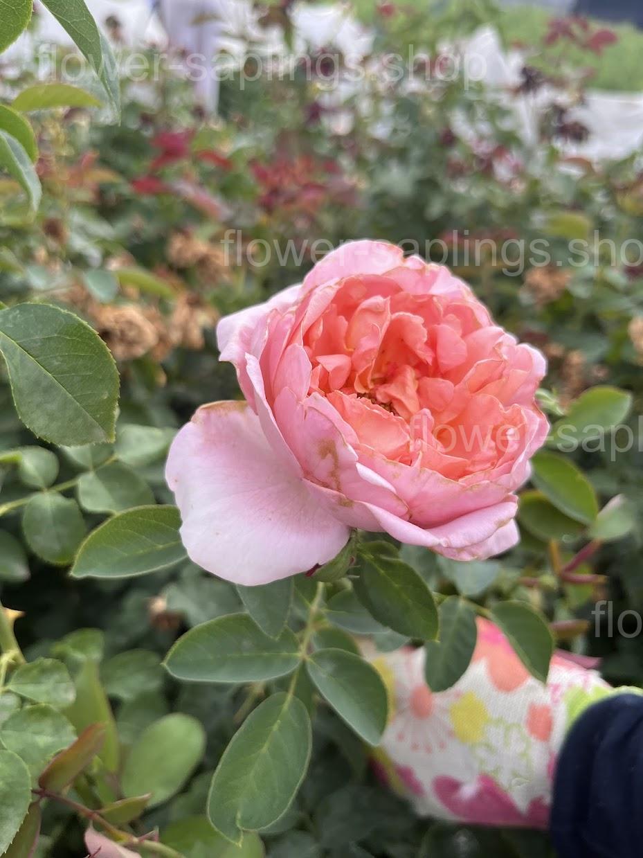 Дам де Шенонсо (Dames de Chenonceau)