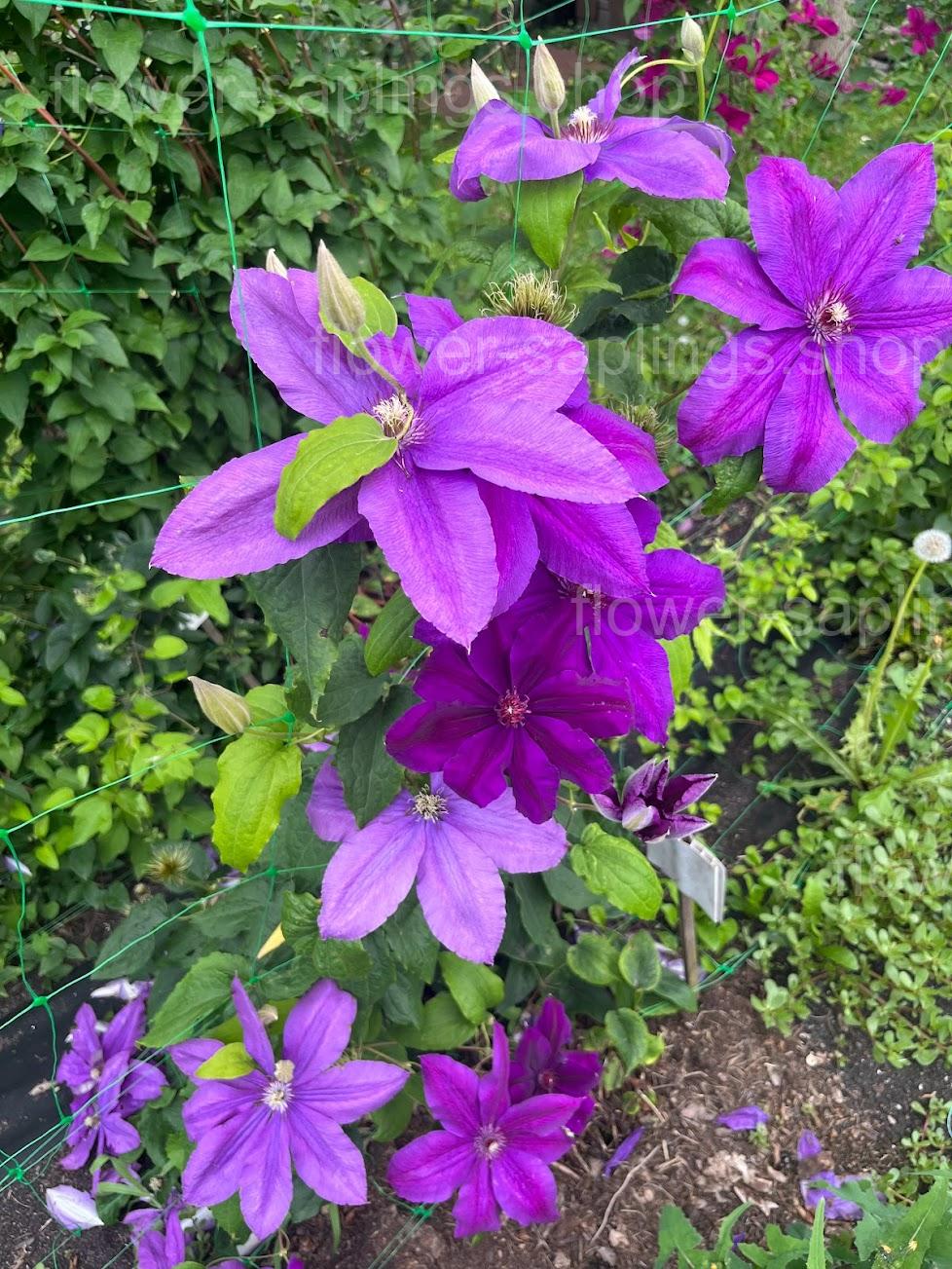Каспер