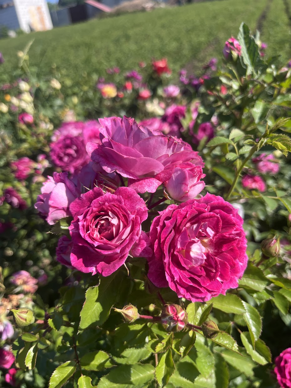 Летс Селебрейт (Let’s celebrate)