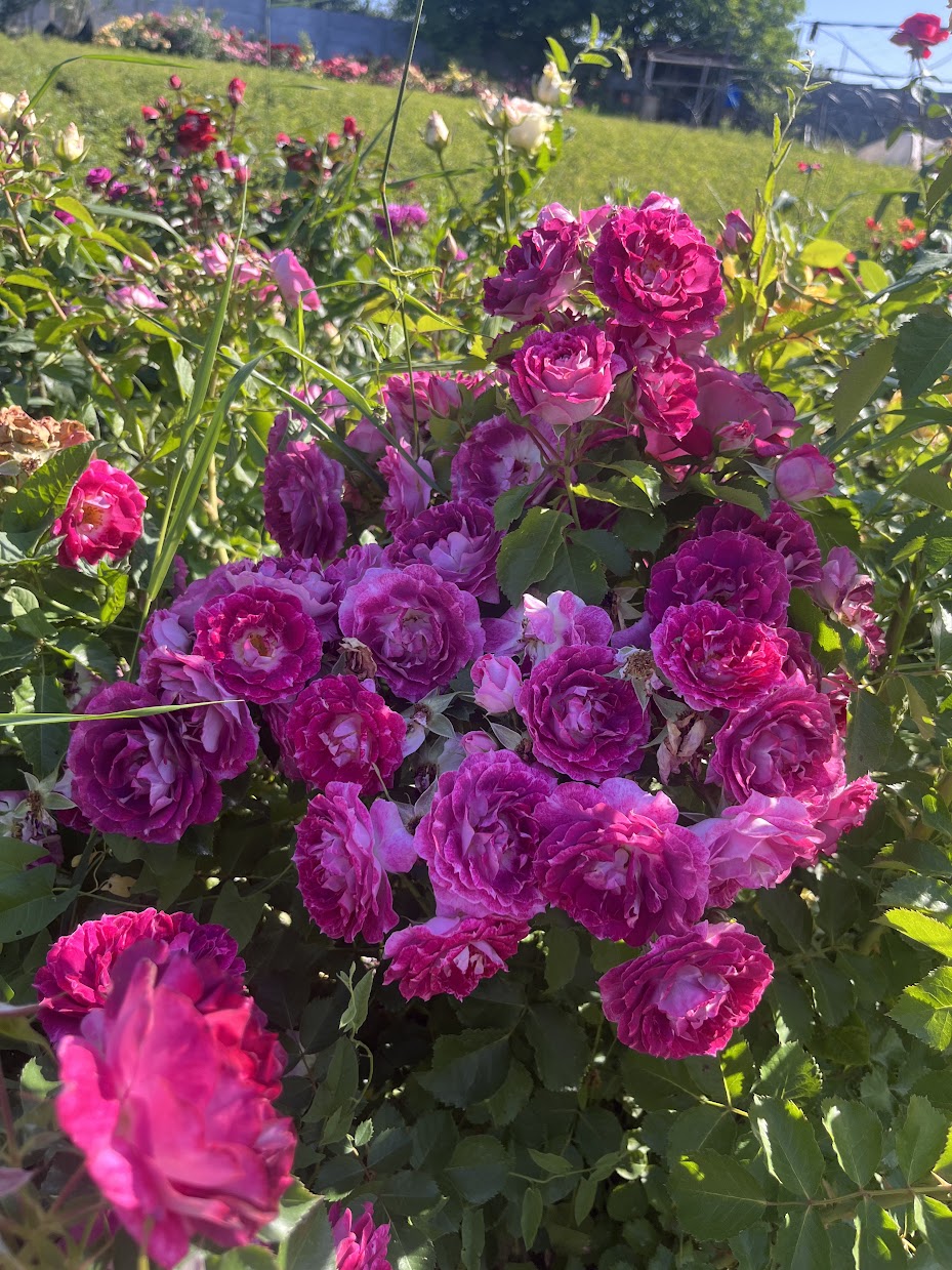 Летс Селебрейт (Let’s celebrate)