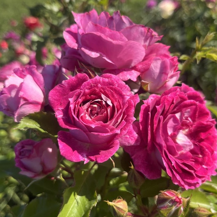 Летс Селебрейт (Let’s celebrate)