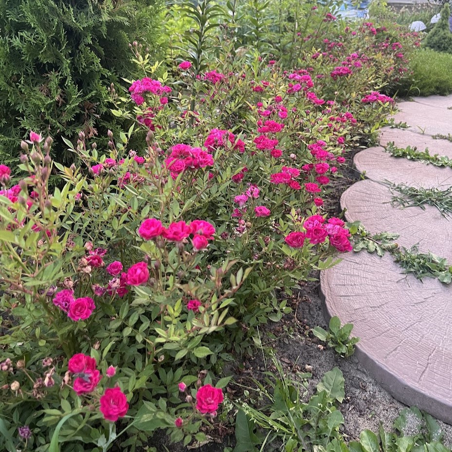 Малинова куля