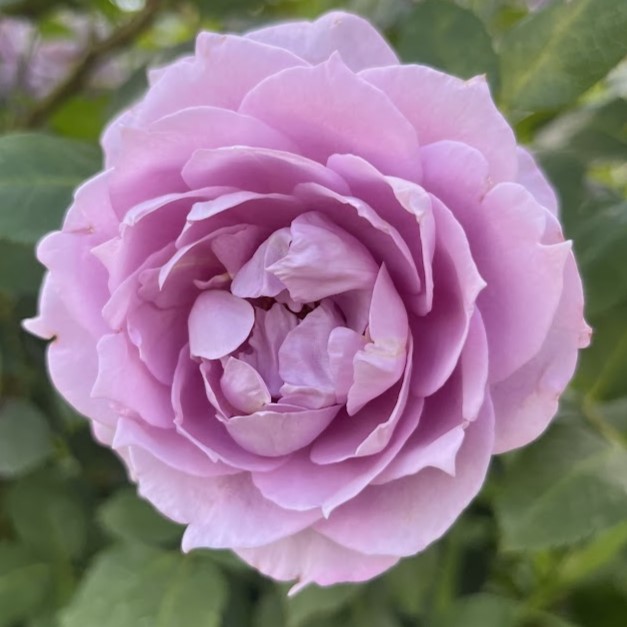 Новаліс (Novalis)