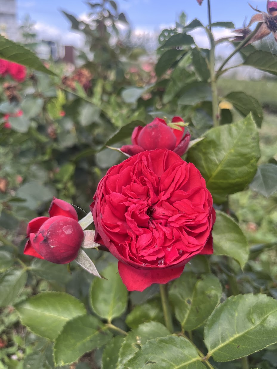 Ред Піано (Red Piano)