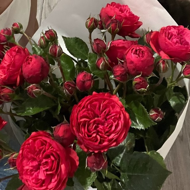 Ред Піано (Red Piano)