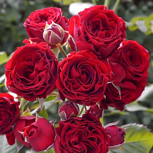 Ред Сенсейшн (Red Sensation)