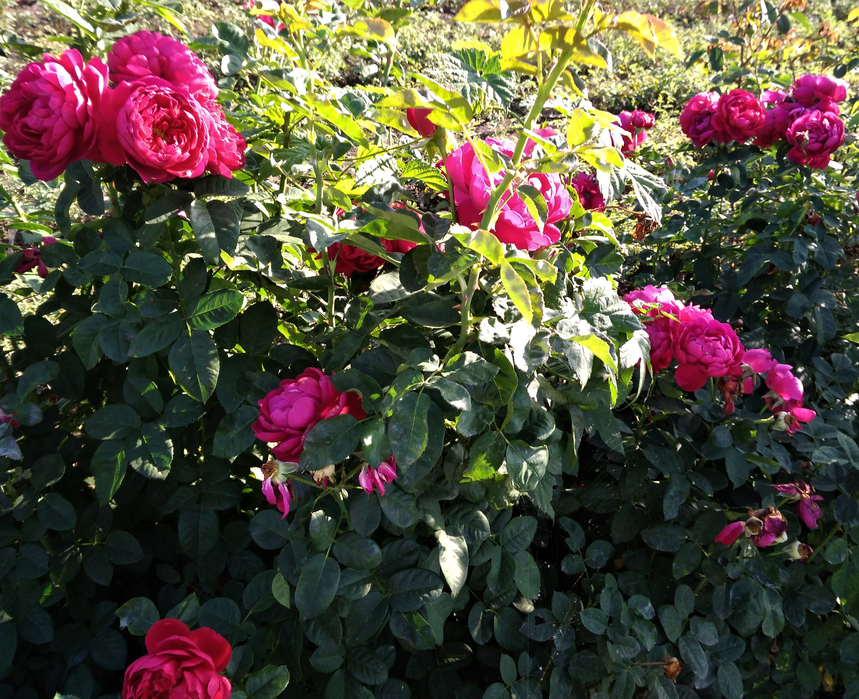 Ред Еден Роуз (Red Eden Rose ( Eric Tabarly))