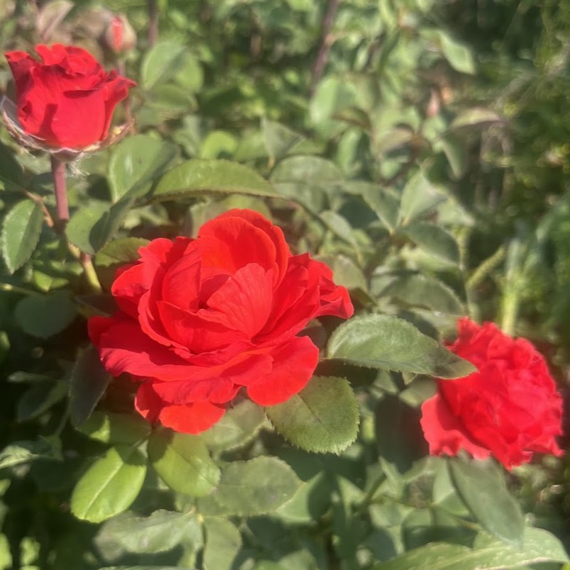 Руж Байзер (Rouge Baiser)