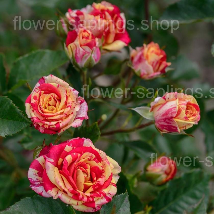 Фаєр Флеш (Fire Flash)