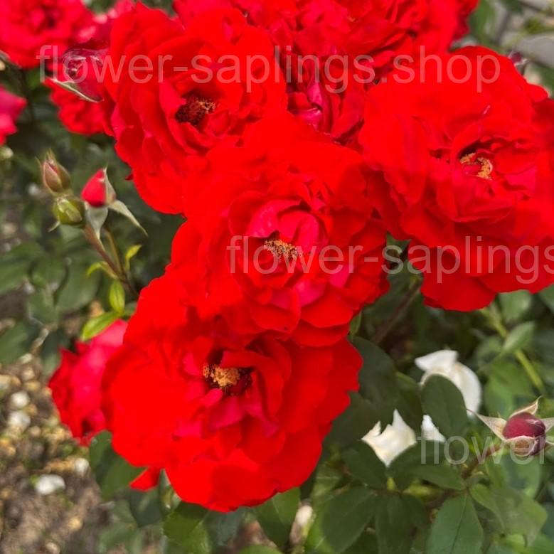 Лілі Марлен (Lilli Marlene)