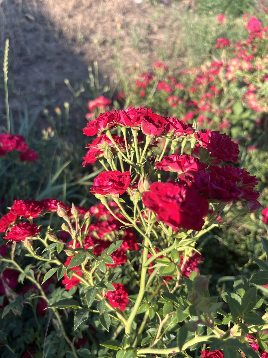 Хеллоу (Hallo)