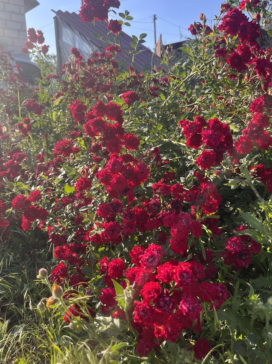 Хеллоу (Hallo)